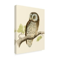 Zaštitni znak likovna umjetnost 'Morris Tengmalms Owl' Canvas Art by Morris