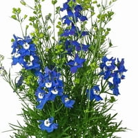 Bolji domovi i vrtovi 2.5QT Blue Delphinium Blue Diamonds Live Biljke s loncom uzgajivača