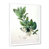 DesignArt 'drevni botanički proizvodi xx' tradicionalni uokvireni umjetnički tisak