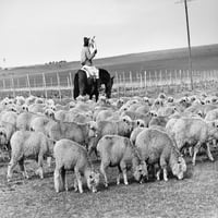 Mirovni korpus: Urugvaj. Pastir na konju u Urugvaju sa svojim stadom. Fotografija, 1965. Ispis plakata od